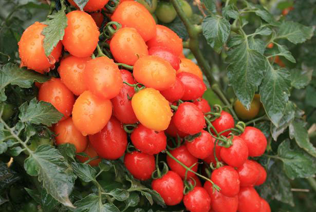 cherry tomato