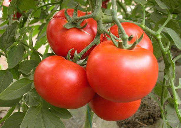 tomato